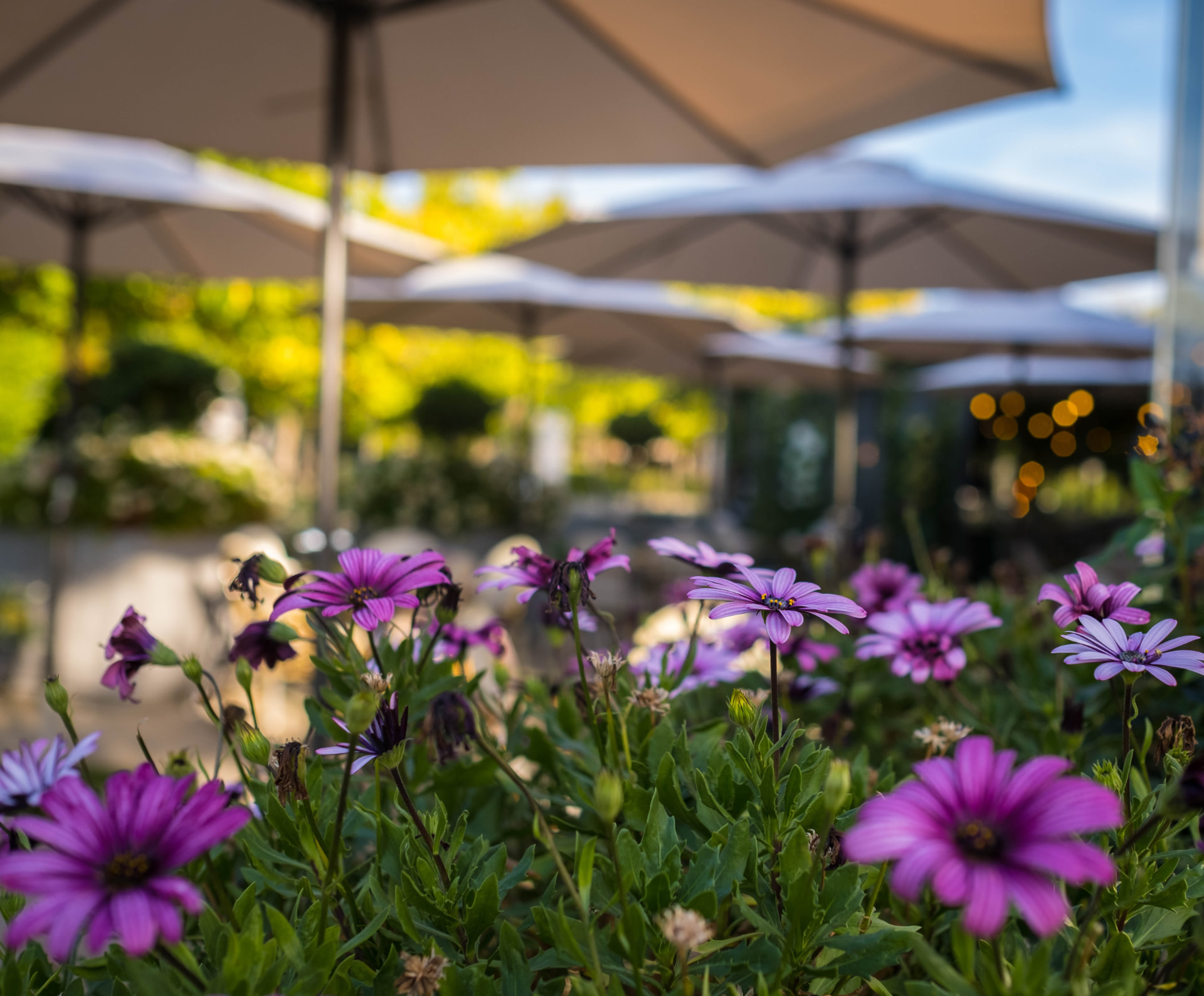 Flores moradas en primer plano con las sombrillas de la terraza del jardín al fondo